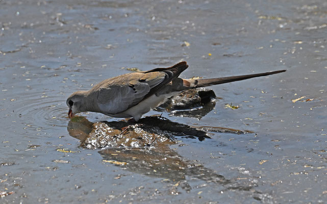 Oena capensis - Namaqua Dove