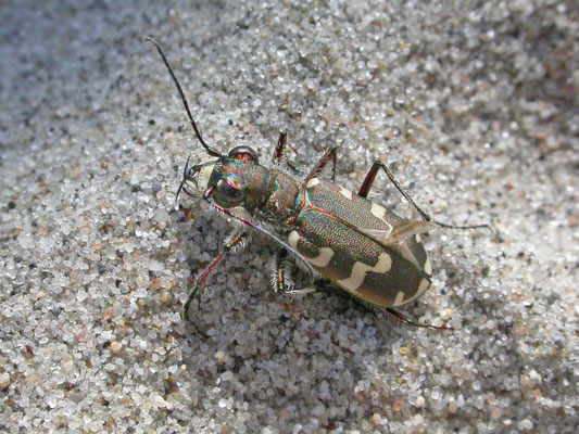Cicindela maritima - Strandzandloopkever