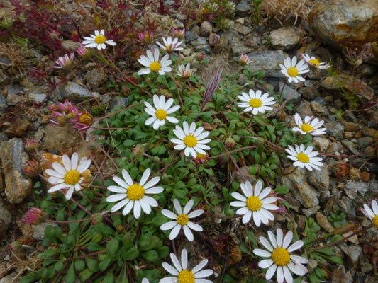 Bellium bellidioides
