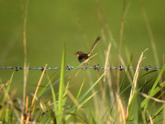 Red-backed Fairy-wren