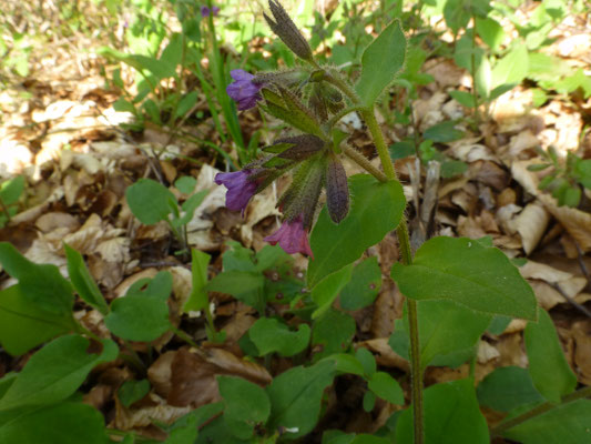 Pulmonaria montana - Smal longkruid