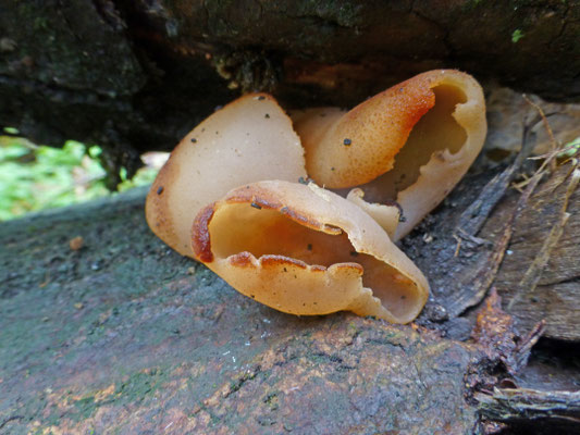 Peziza repanda ss. lato - molmbekerzwammen
