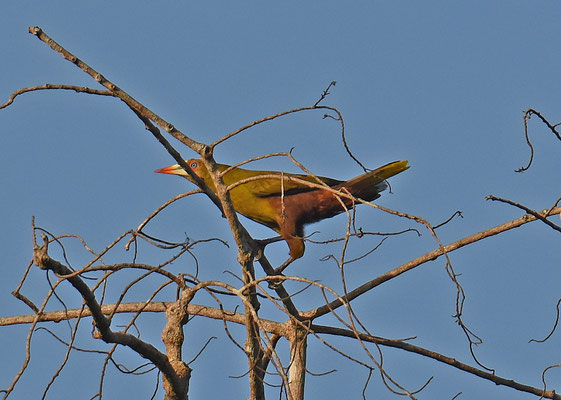 Green Oropendola