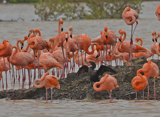 Rode Flamingo met Neotropical Cormorant