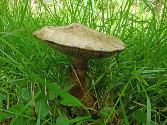 Suillus laricinus - Grauwe ringboleet