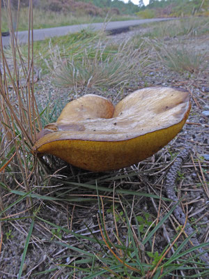 Suillus collinitus - Valse melkboleet