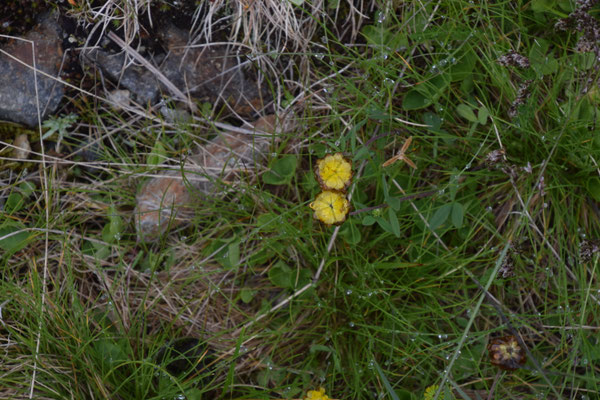 Trifolium badium