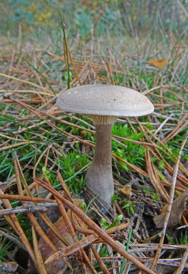 Clitocybe clavipes - Knotsvoettrechterzwam