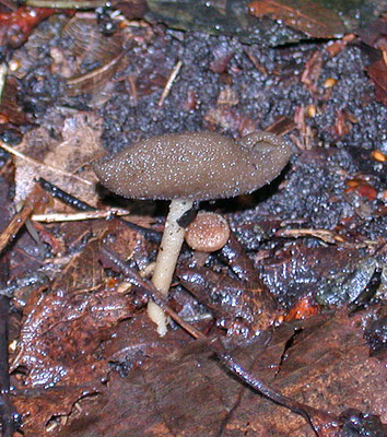 Helvella villlosa - Gladstelige schotelkluifzwam