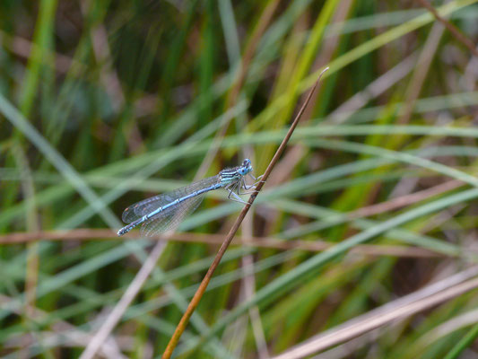 Blauwe breedscheenjuffer
