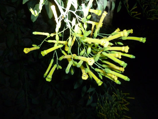 Nicotiana glauca
