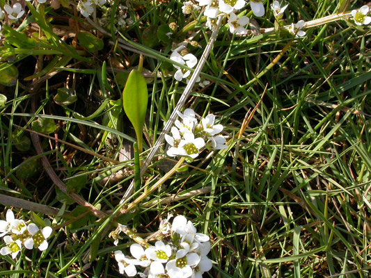 Cochlearia officinalis - Echt lepelblad