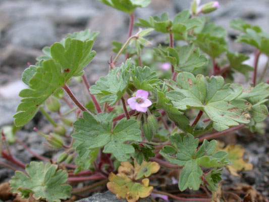 Geranium rotundifolium - Ronde ooievaarsbek