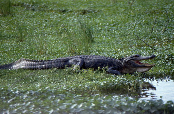 Alligator