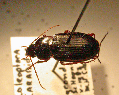 Calathus erratus