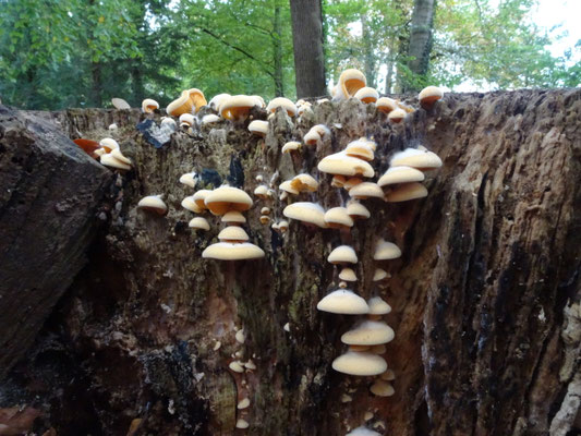 Phyllotopsis nidulans - Oranje oesterzwam