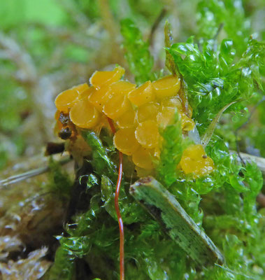 Byssonectria aggregata - Klein oranje zandschijfje