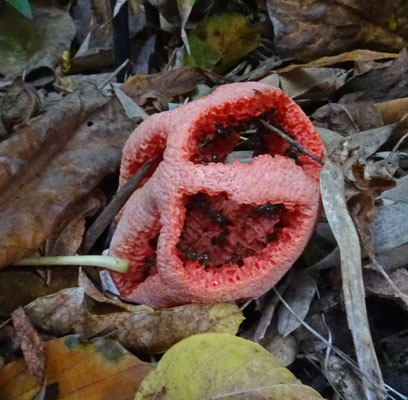 Clathrus ruber - Traliestinkzwam