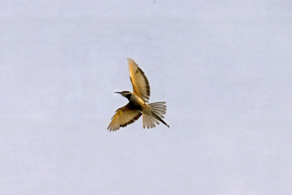 Merops albicollis - White-throated Bee-eater