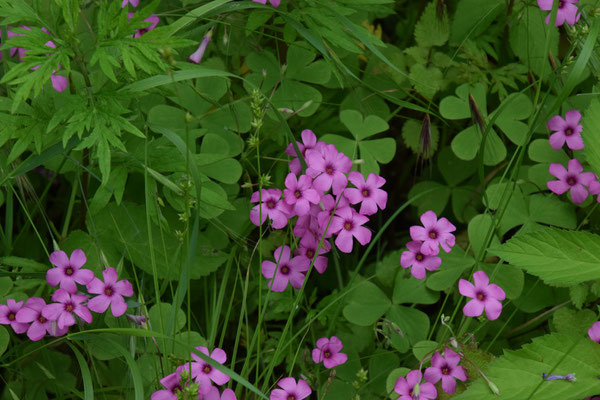 Oxalis debilis