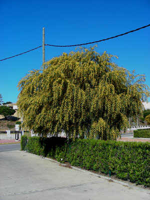 Acacia retinoides - Netmimosa