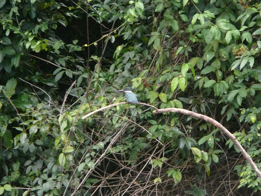 Amazon Kingfisher