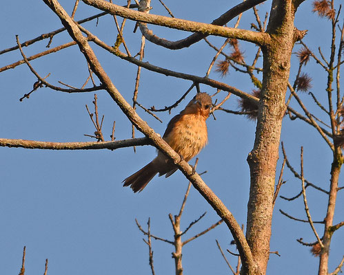 Pink-throated Becard, female
