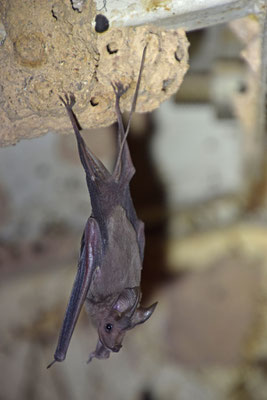 Greater Mouse-tailed Bat (Rhinopoma microphyllum)