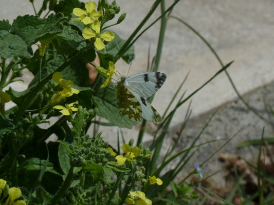 Euchloe ausonia