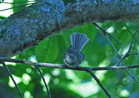 Yellow-crowned Elaenia