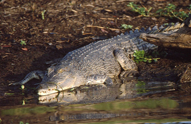 Crocodlilus porosus - Saltwater Crocodile