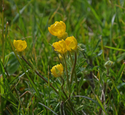 Ranunculus bulbosus - Knolboterbloem