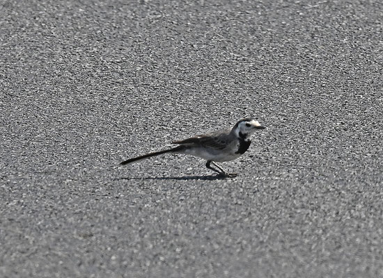 Motacilla alba - White Wagtail