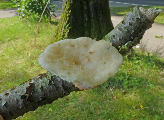 Polyporus tuberaster - Franjeporiezwam