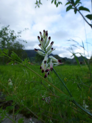 Fumaria bicolor