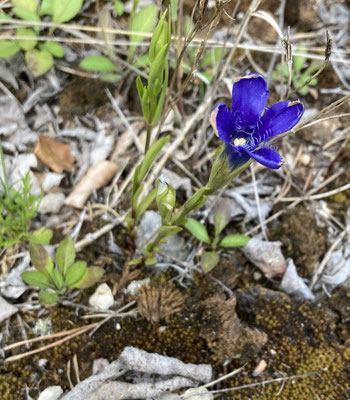 Gentianopsis ciliata - Franjegentiaan
