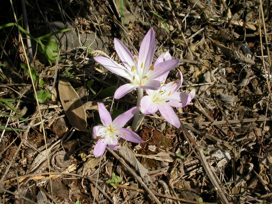 Colchicum autumnale - Herfsttijloos