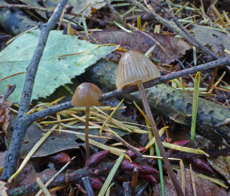 Mycena leptocephala - Stinkmycena