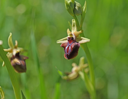 Ophrys sphegodes sl