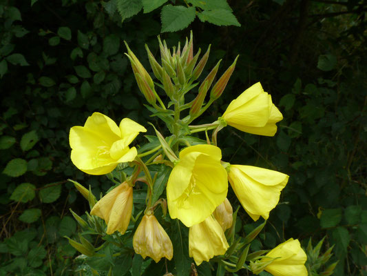 Oenothera biennisXerythrosepala - Duinteunisbloem