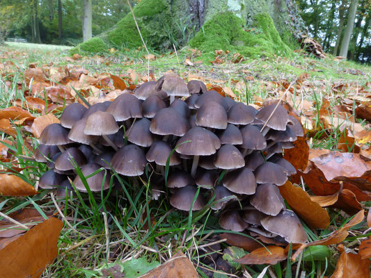 Psathyrella multipedata - Bundelfranjehoed