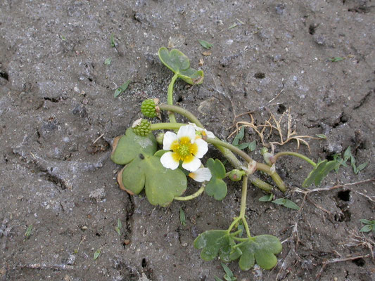 Ranunculus baudotii - Zilte waterranonkel