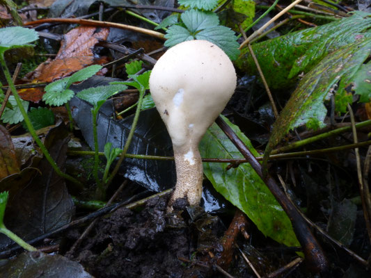 Lycoperdon pyriformis - Peervormige stuifzwam