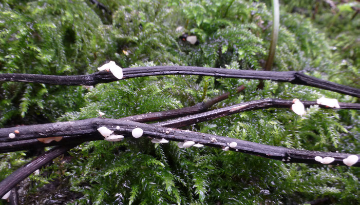 Hymenoscyphus albidus - Essenvlieskelkje