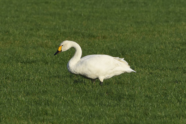 Kleine Zwaan