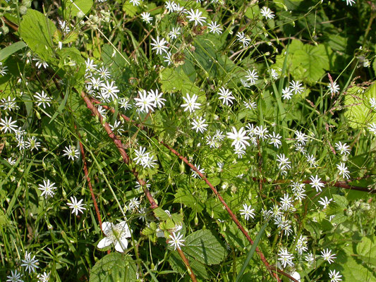 Stellaria graminea - Grasmuur