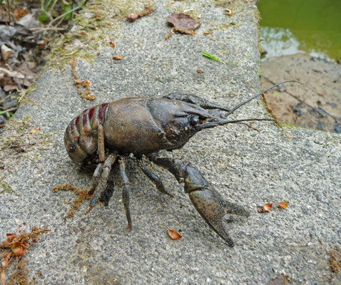 gevlekte Amerikaanse rivierkreeft (Oronectes limosus)