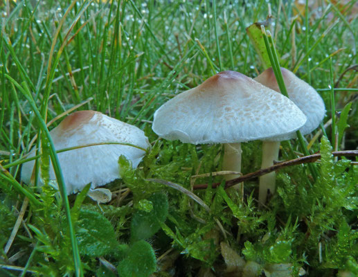 Lepiota cristata - Stinkparasolzwam