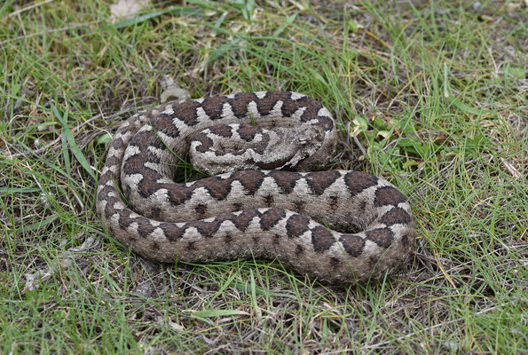 Zandadder