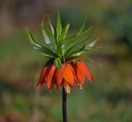 Fritillaria imperialis - Keizerskroon